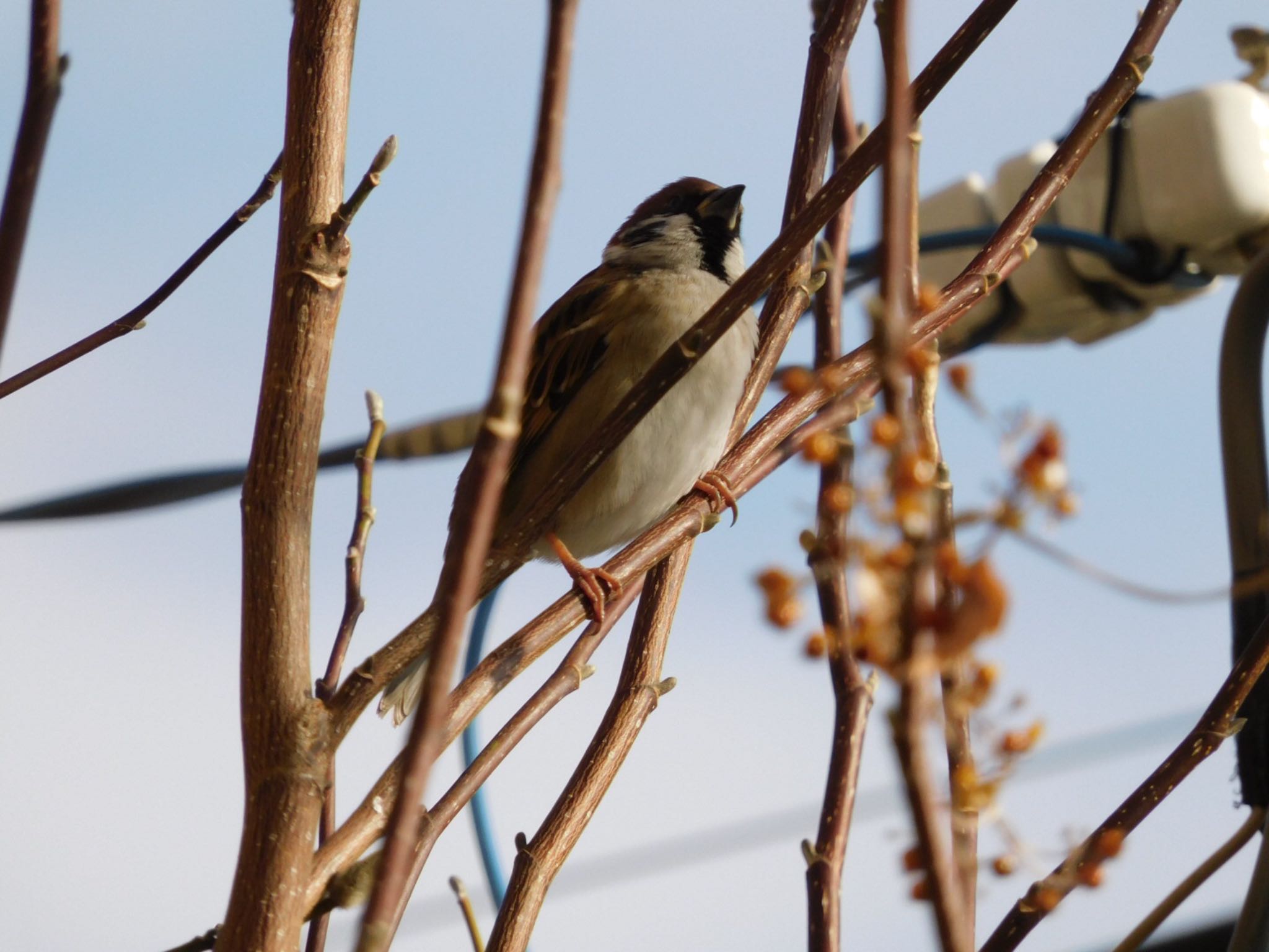 Photo of Eurasian Tree Sparrow at 千葉県/自宅庭