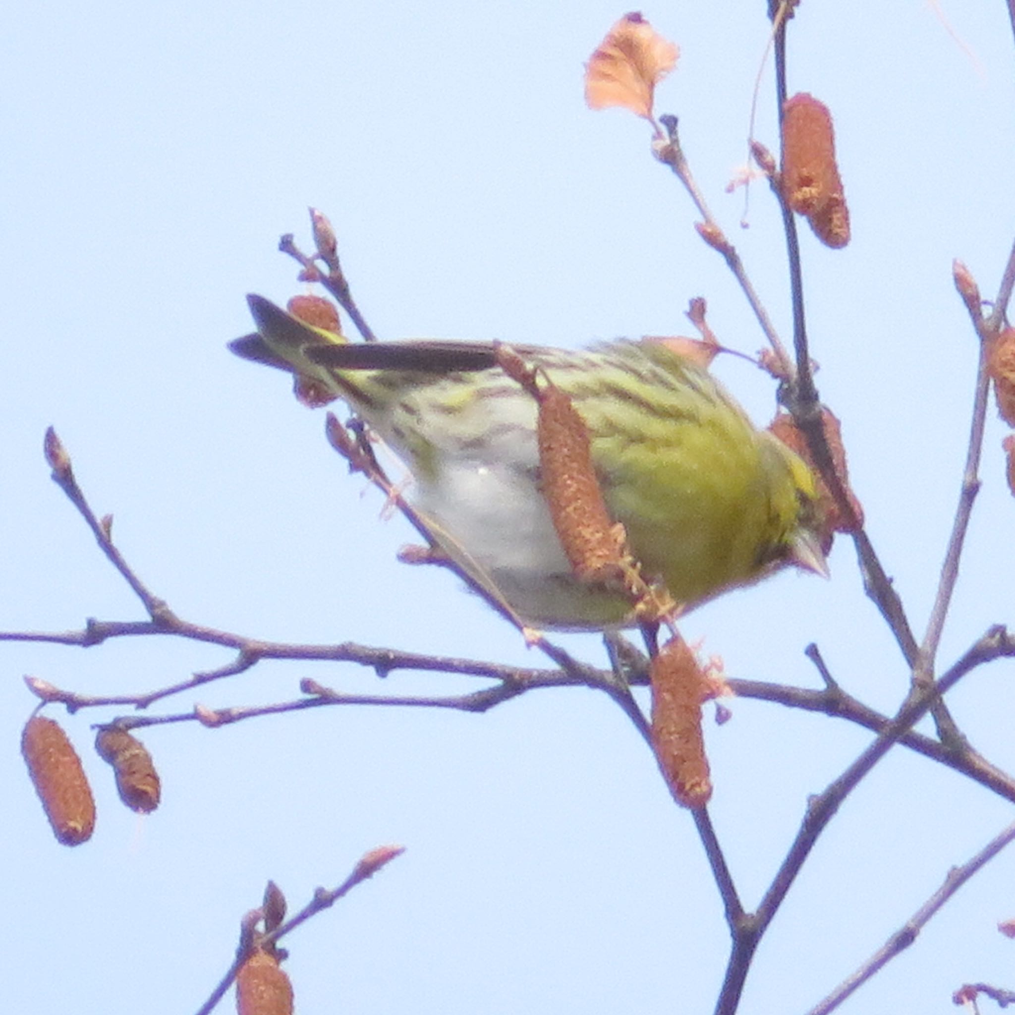 Photo of Eurasian Siskin at Makomanai Park