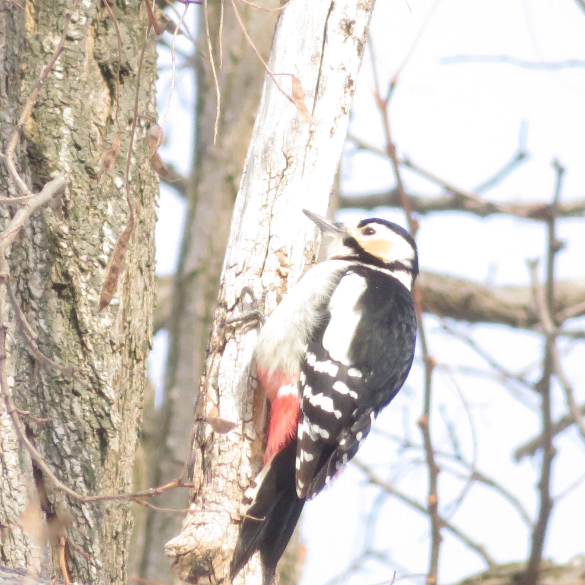 Photo of Great Spotted Woodpecker at Makomanai Park by xuuhiro