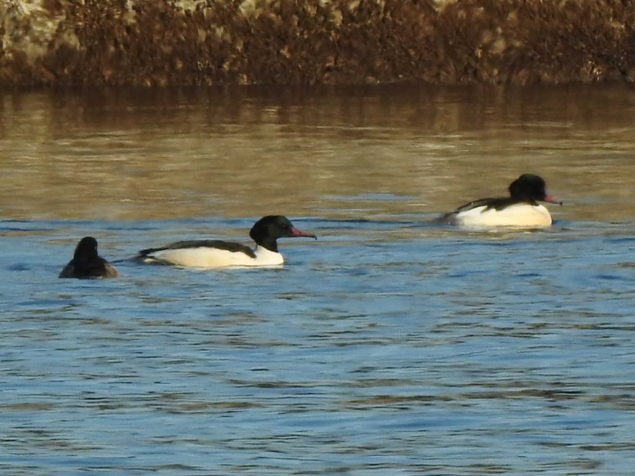 Photo of Common Merganser at 広尾町 十勝港