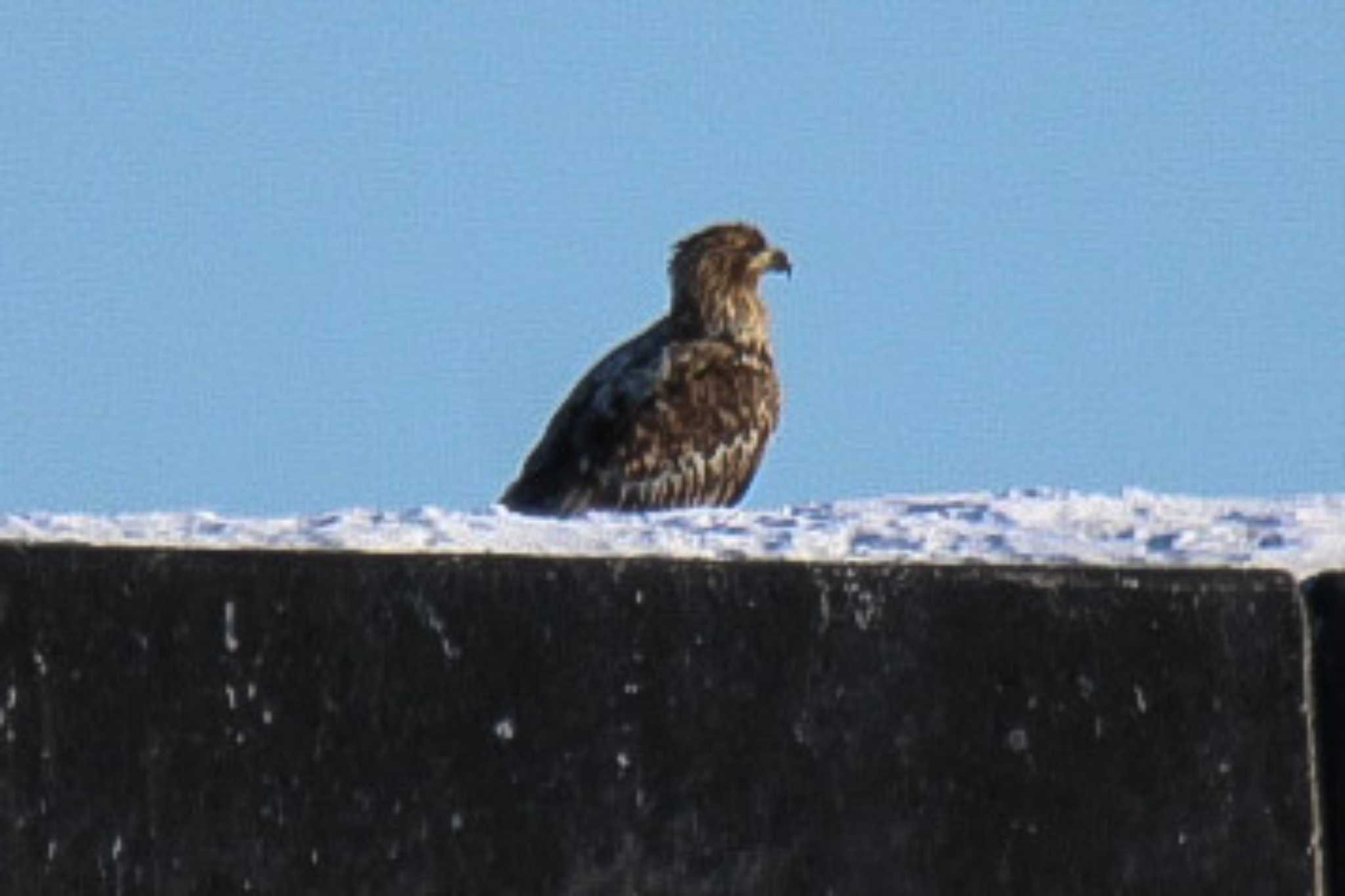 オジロワシ幼鳥？