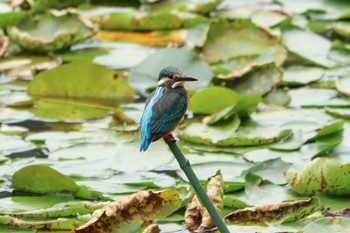 2020年10月16日(金) 三ツ池公園(横浜市鶴見区)の野鳥観察記録