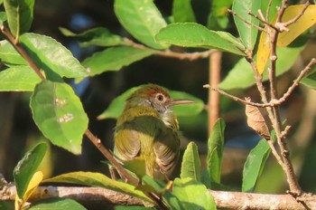 Common Tailorbird Khao Mai Keao Reservation Park Thu, 1/7/2021