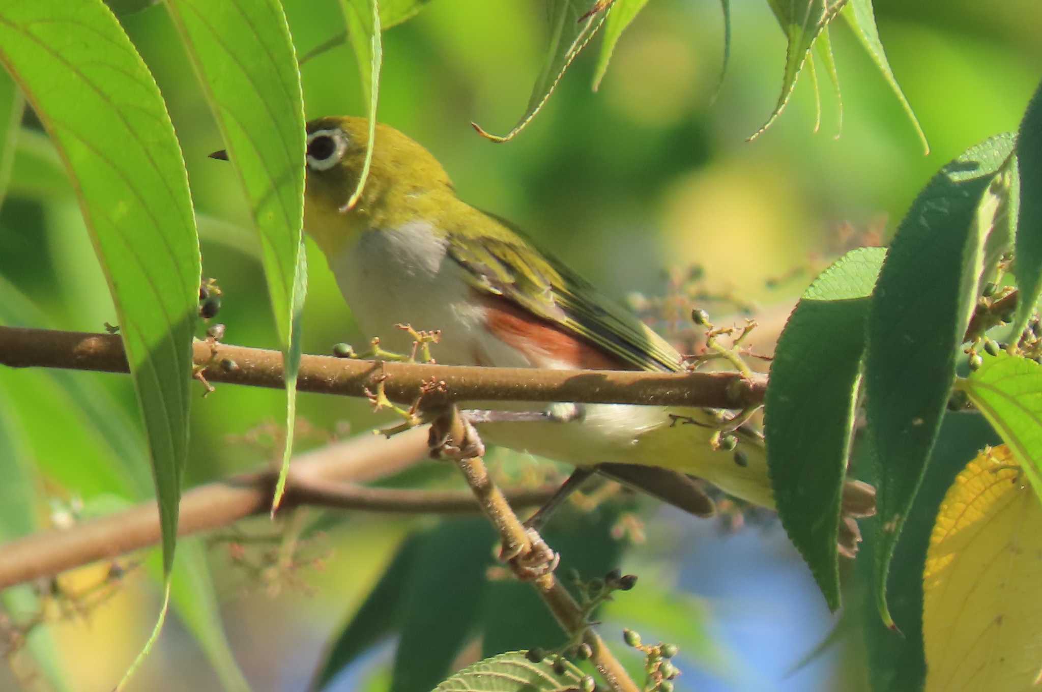 Photo of Chestnut-flanked White-eye at Khao Mai Keao Reservation Park