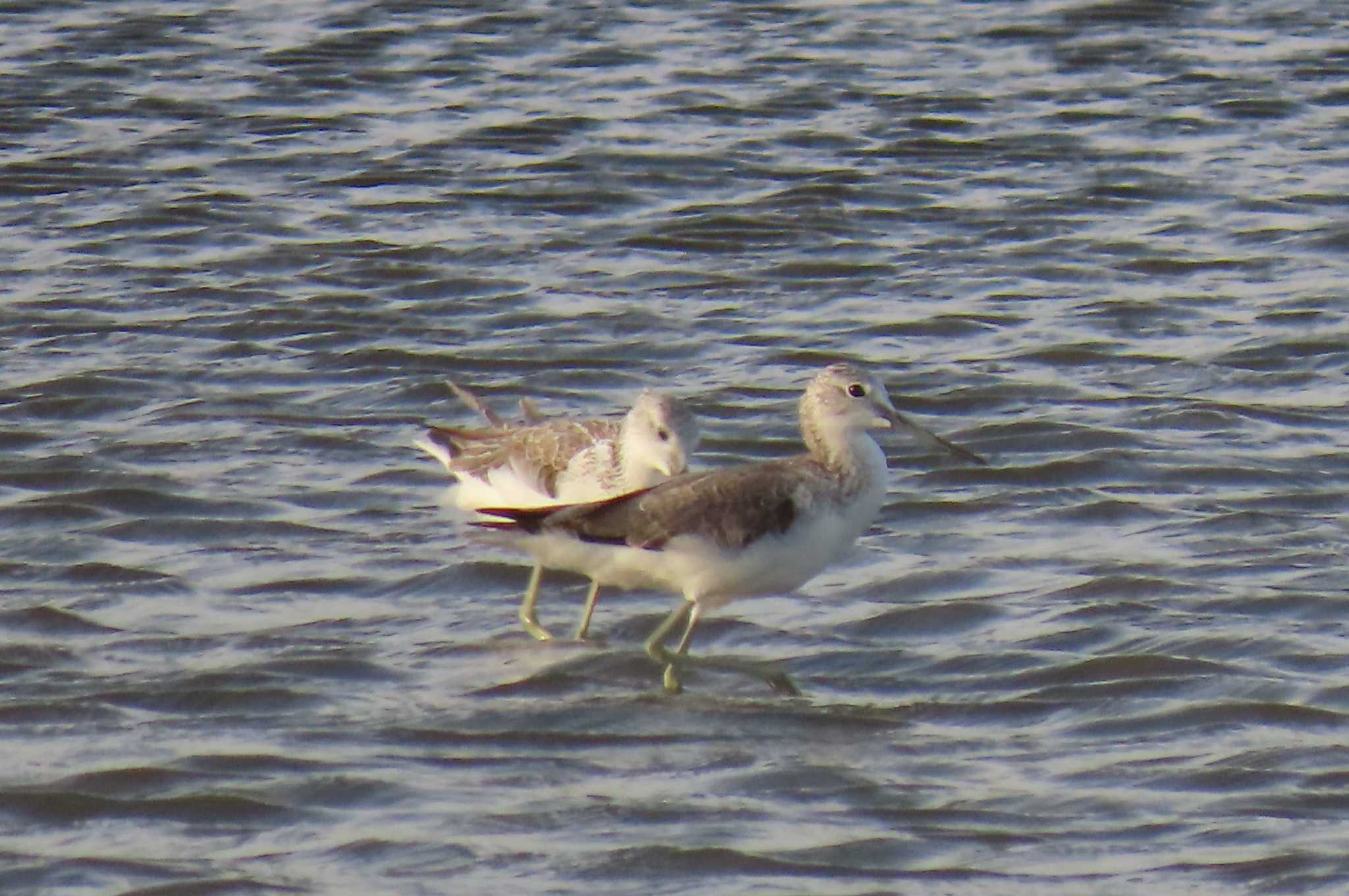 Photo of Nordmann's Greenshank at hao Sam Roi Yot, Prachuap Khiri Khan