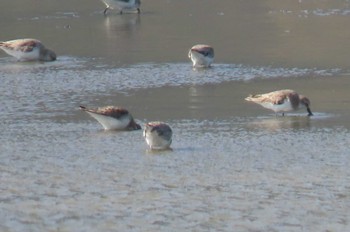 Spoon-billed Sandpiper hao Sam Roi Yot, Prachuap Khiri Khan Mon, 12/21/2020