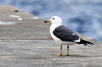 ウミネコ 伊豆諸島北部 2021年1月7日(木)