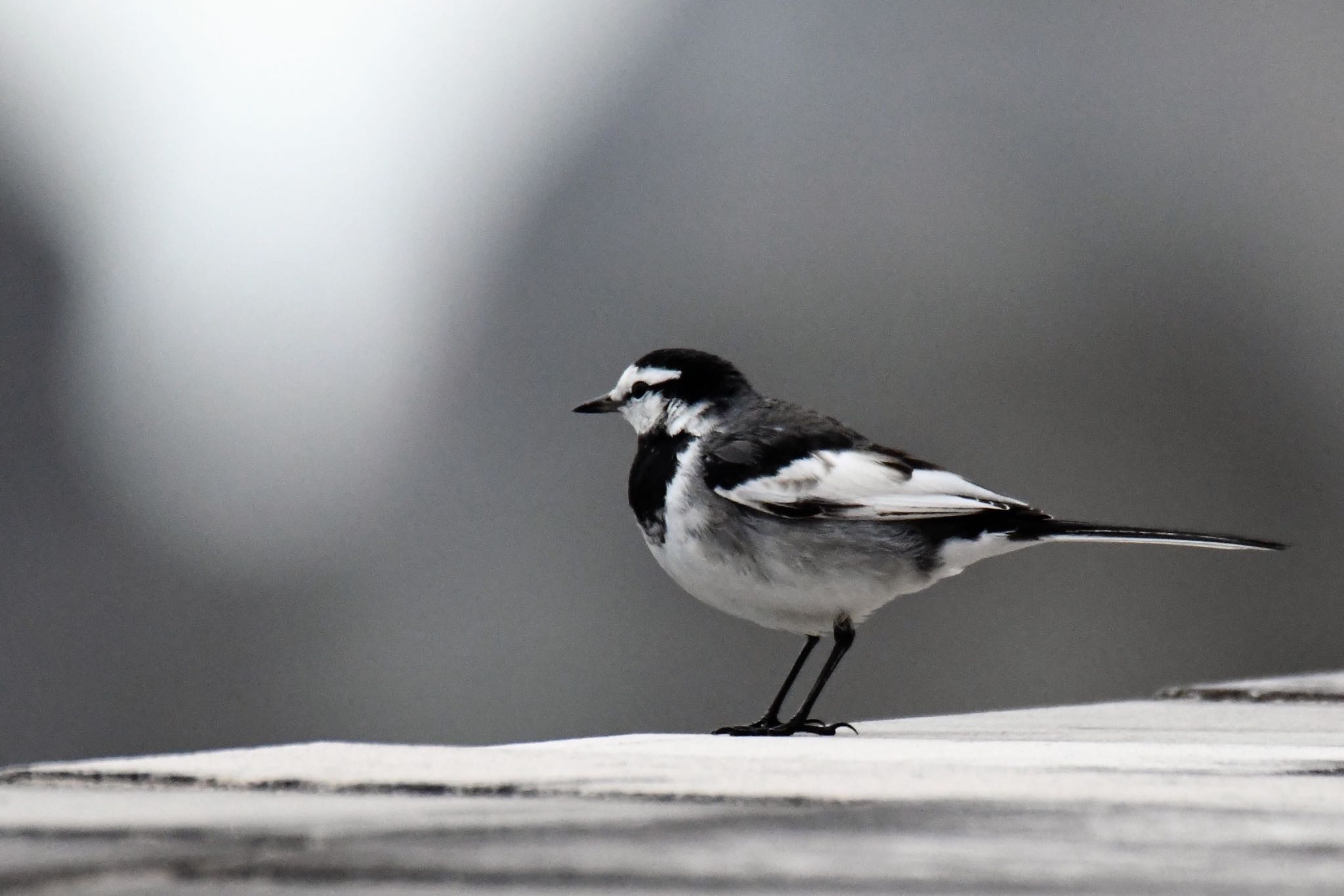 White Wagtail