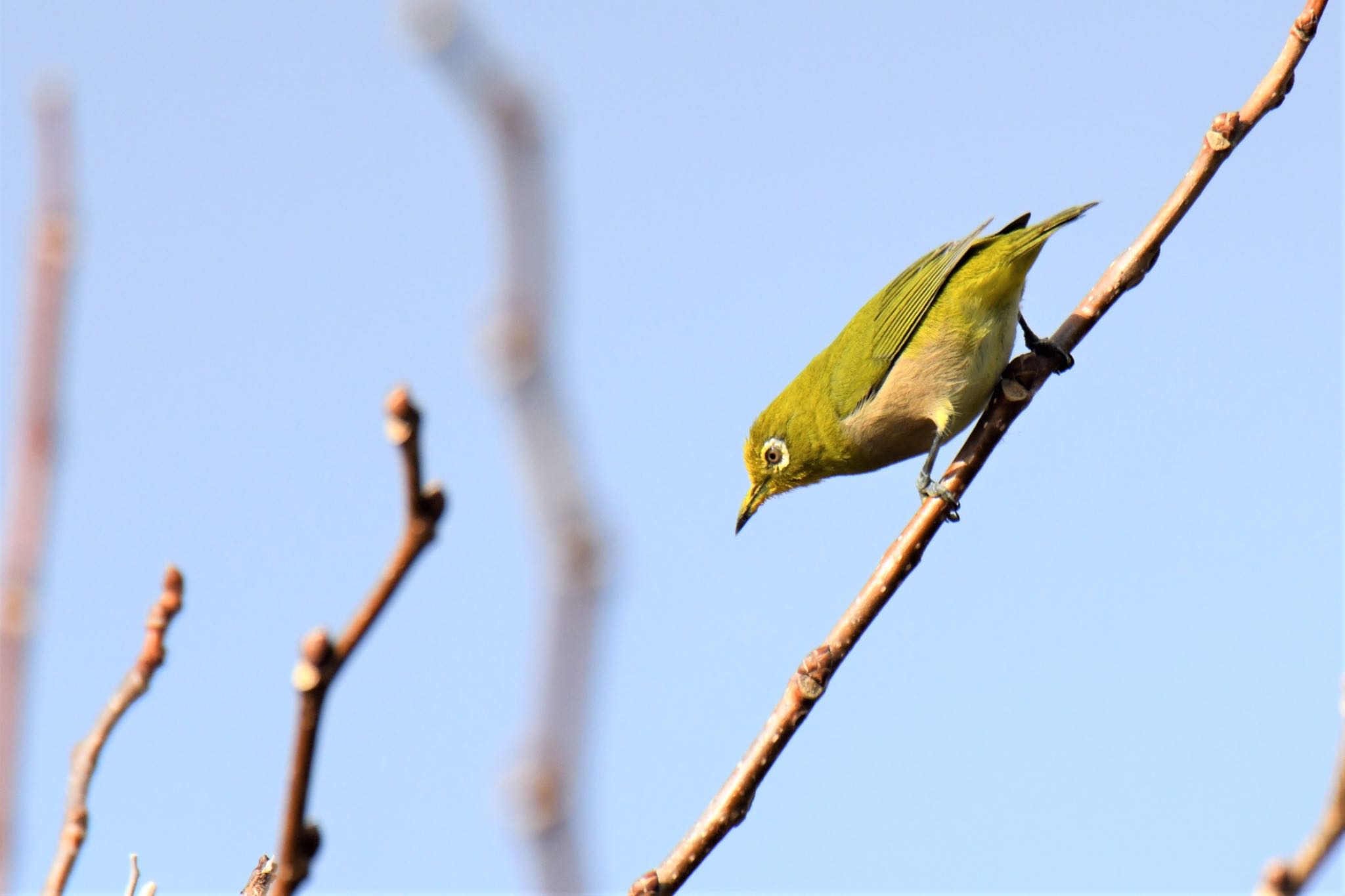 Japanese White-eye(stejnegeri)