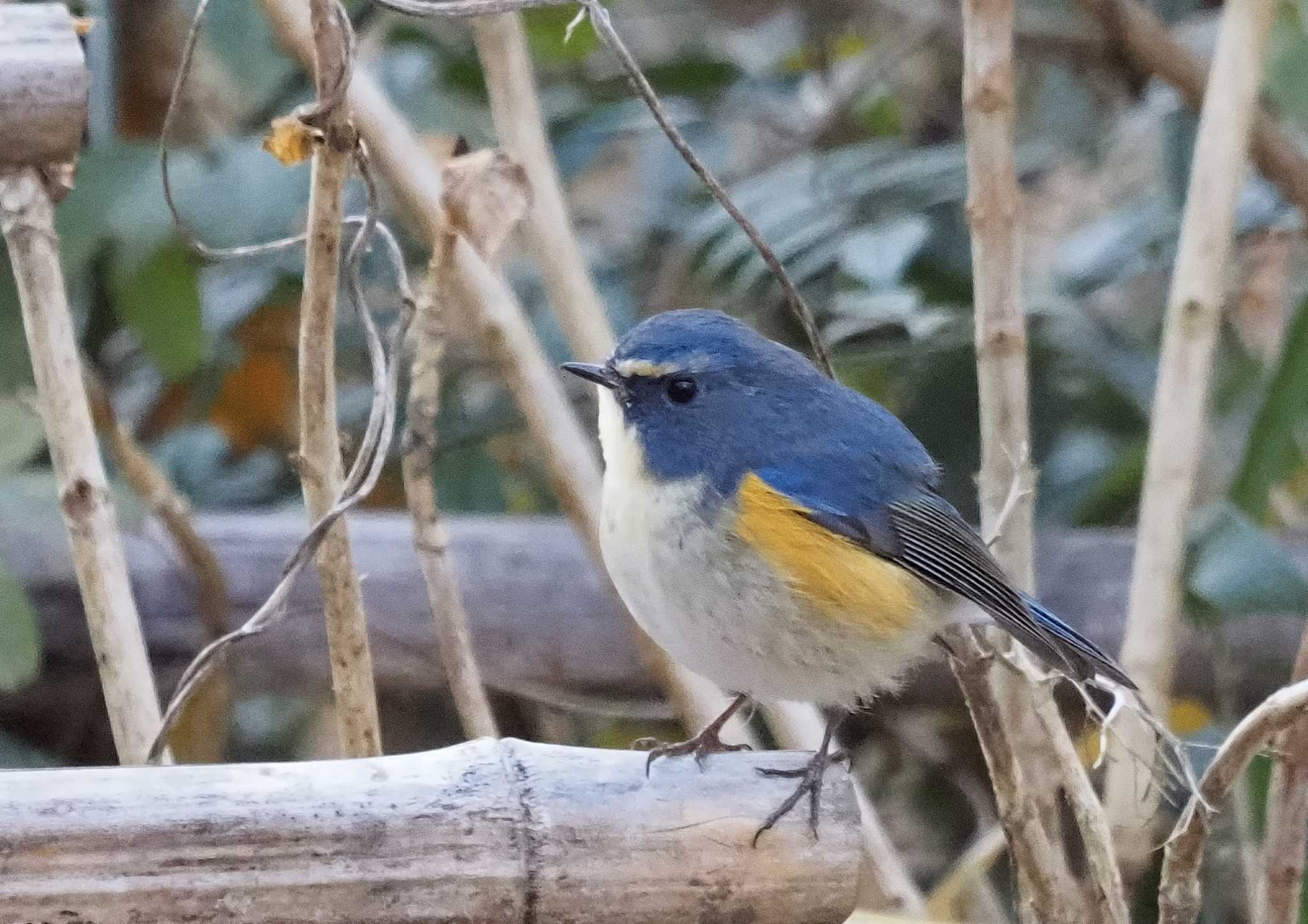 Photo of Red-flanked Bluetail at Kodomo Shizen Park by MASA.K