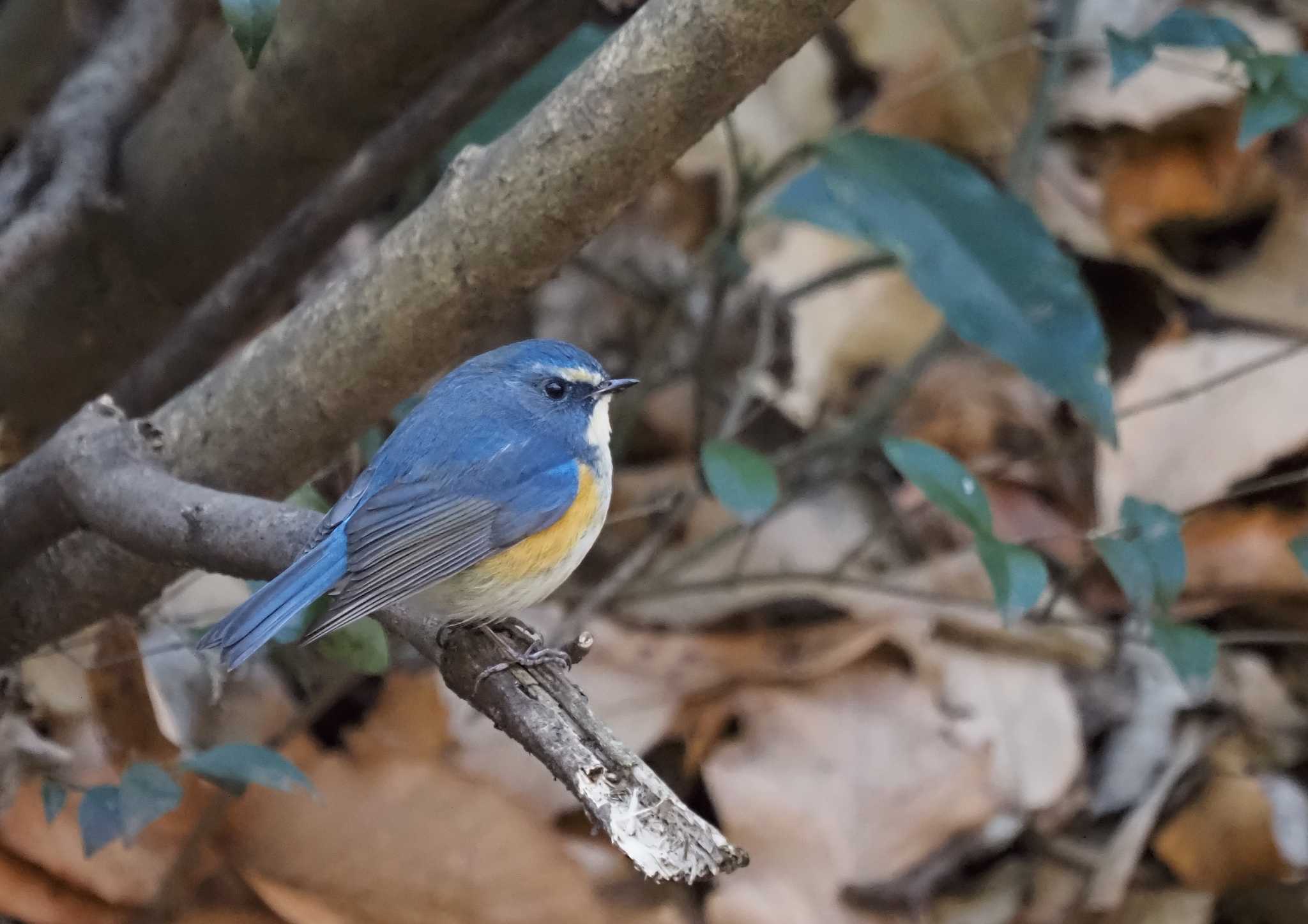 Photo of Red-flanked Bluetail at Kodomo Shizen Park