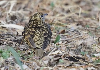 トラツグミ こども自然公園 (大池公園/横浜市) 2021年1月7日(木)