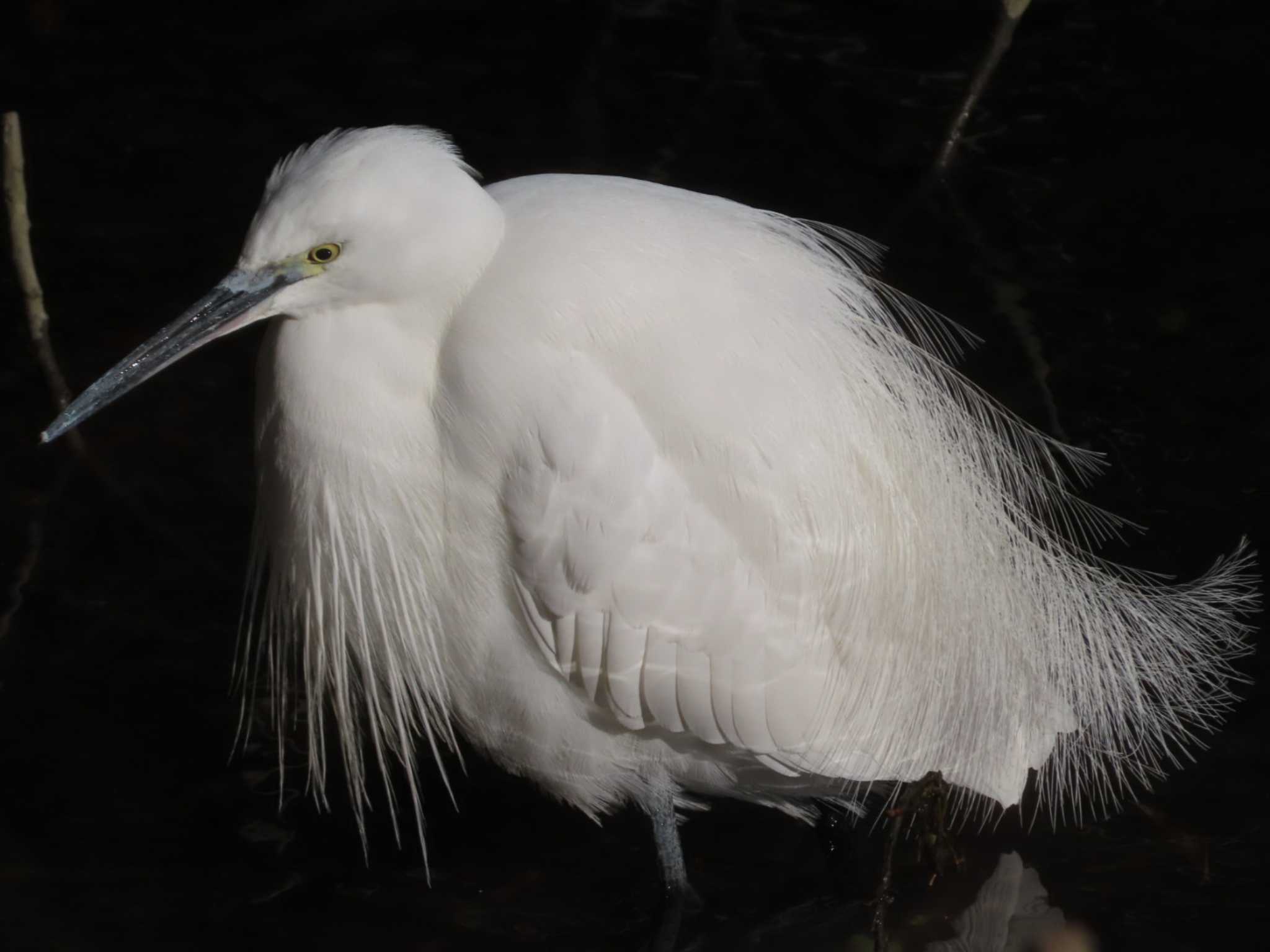 Photo of Little Egret at 岡山旭川 by タケ
