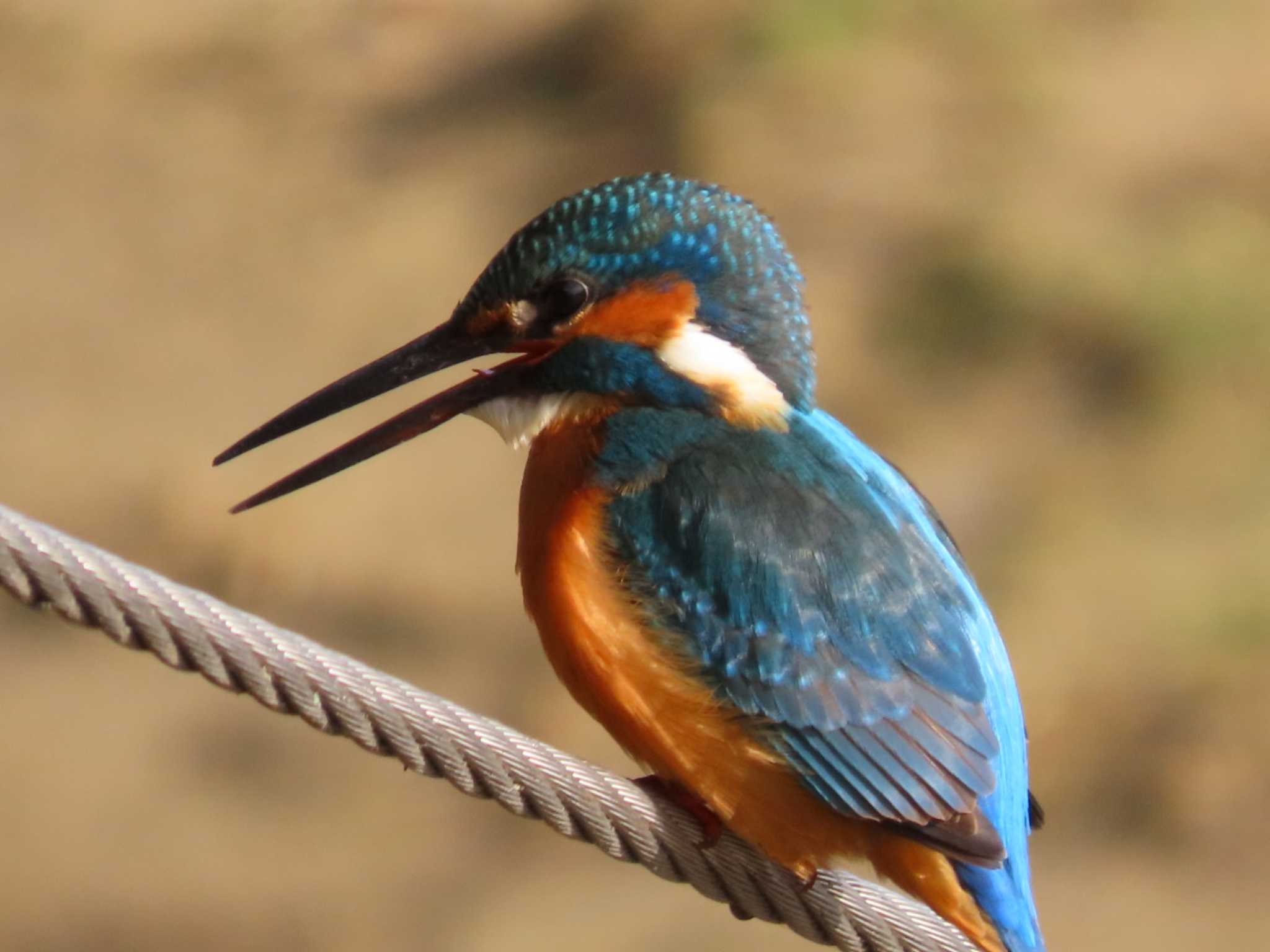 Photo of Common Kingfisher at 岡山旭川