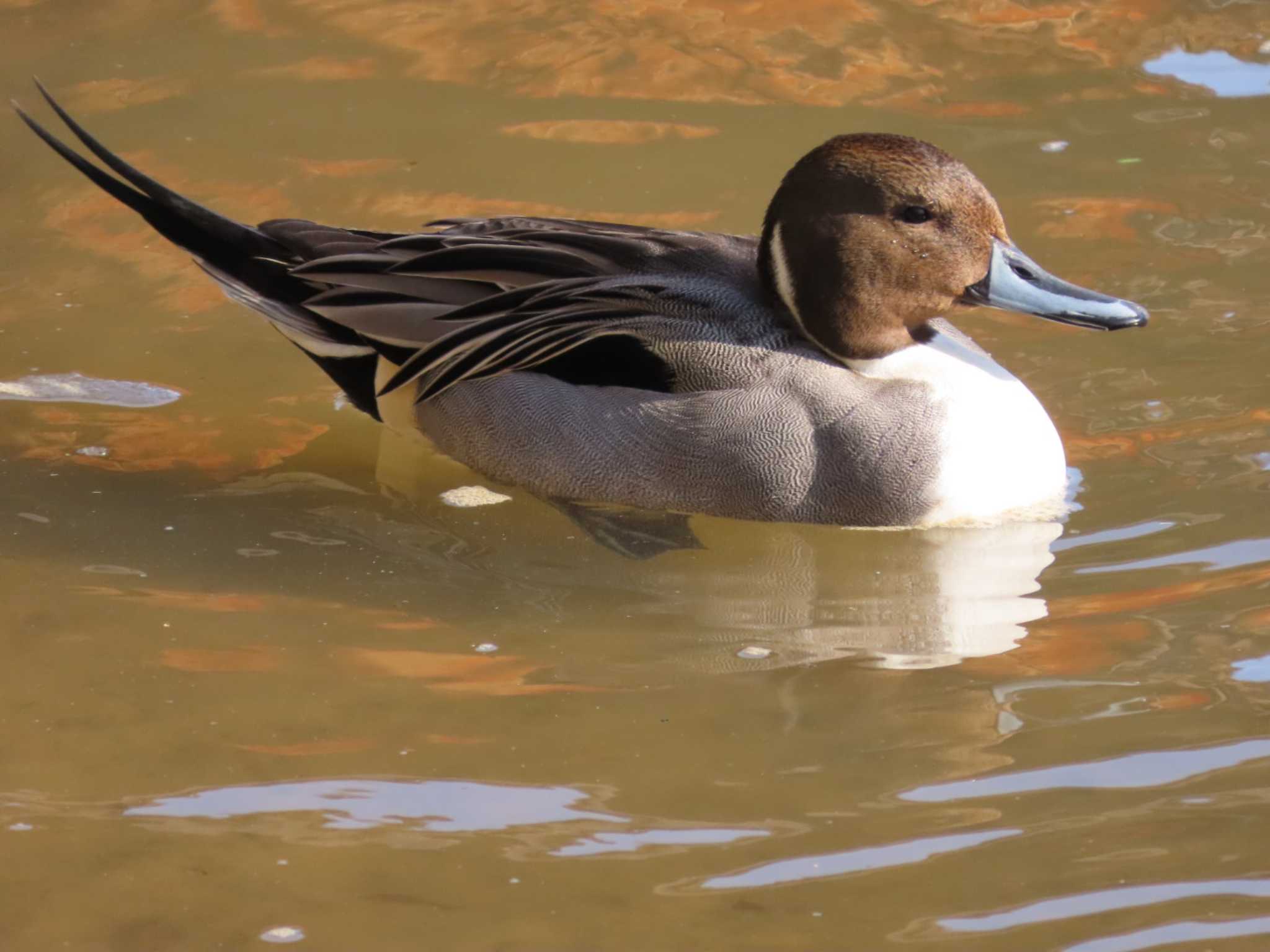 Photo of Northern Pintail at 岡山旭川