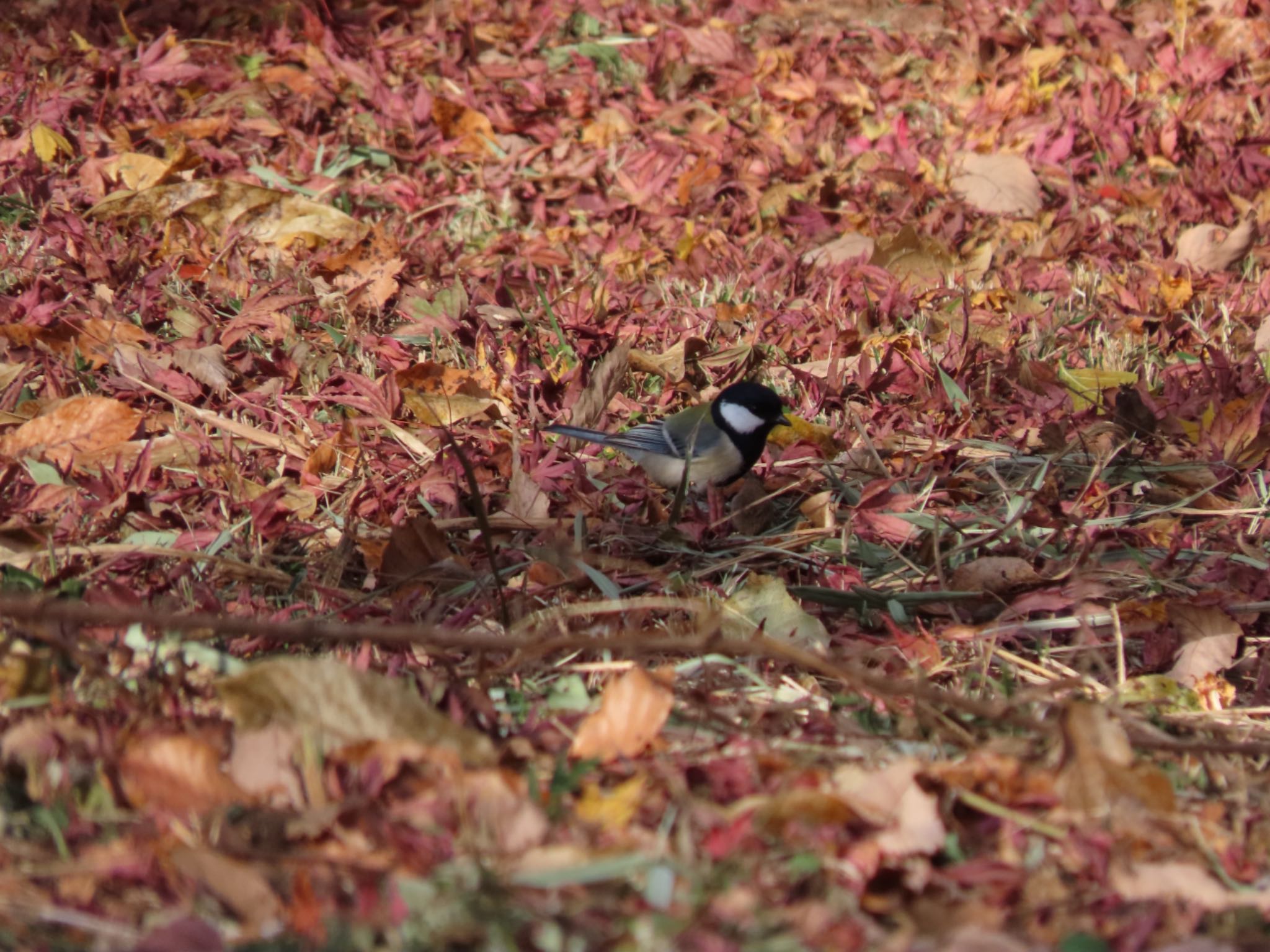 Photo of Japanese Tit at 岩本山公園 by hitoriasobi