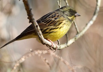 Thu, 1/7/2021 Birding report at 座間谷戸山公園-1