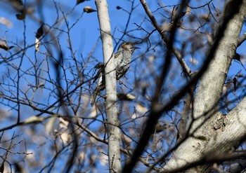 Thu, 1/7/2021 Birding report at 座間谷戸山公園-2