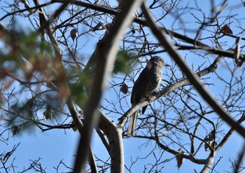 Brown-eared Bulbul 座間谷戸山公園-2 Thu, 1/7/2021