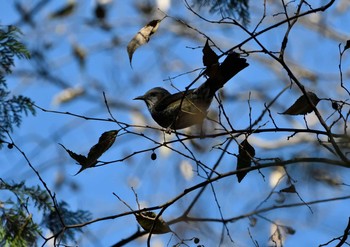 Brown-eared Bulbul 座間谷戸山公園-2 Thu, 1/7/2021