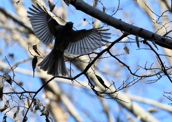 Brown-eared Bulbul 座間谷戸山公園-2 Thu, 1/7/2021