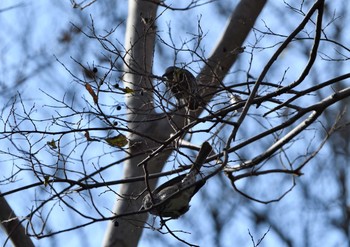 Brown-eared Bulbul 座間谷戸山公園-2 Thu, 1/7/2021