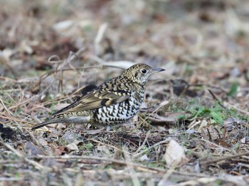 White's Thrush 横浜市 Thu, 1/7/2021