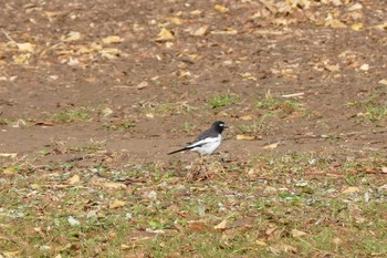 Japanese Wagtail Ukima Park Sat, 1/2/2021