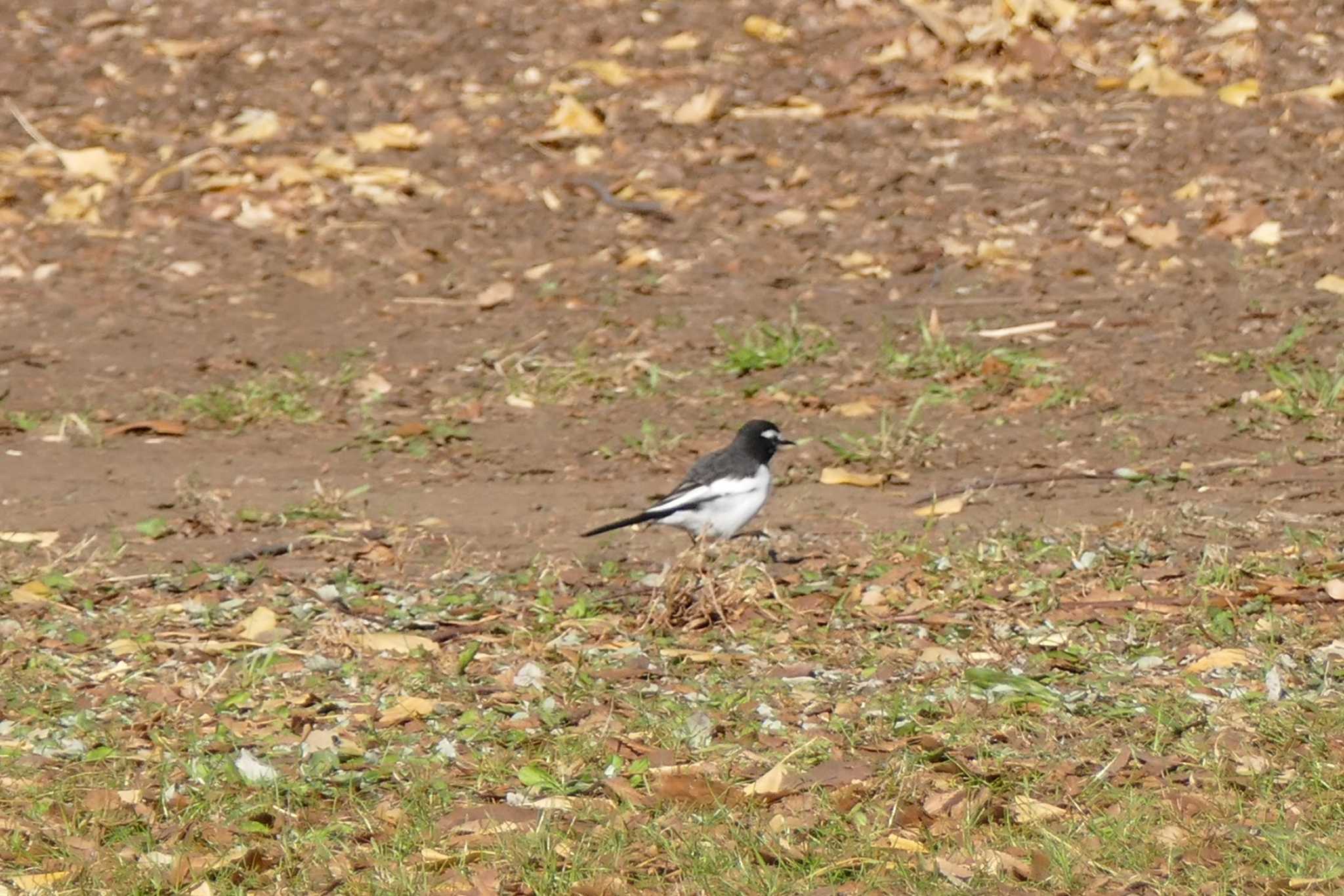 Japanese Wagtail