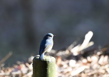 Red-flanked Bluetail Yatoyama Park Thu, 1/7/2021