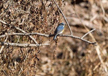 Red-flanked Bluetail Yatoyama Park Thu, 1/7/2021