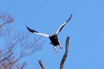 Steller's Sea Eagle 栃木県 Sun, 1/3/2021