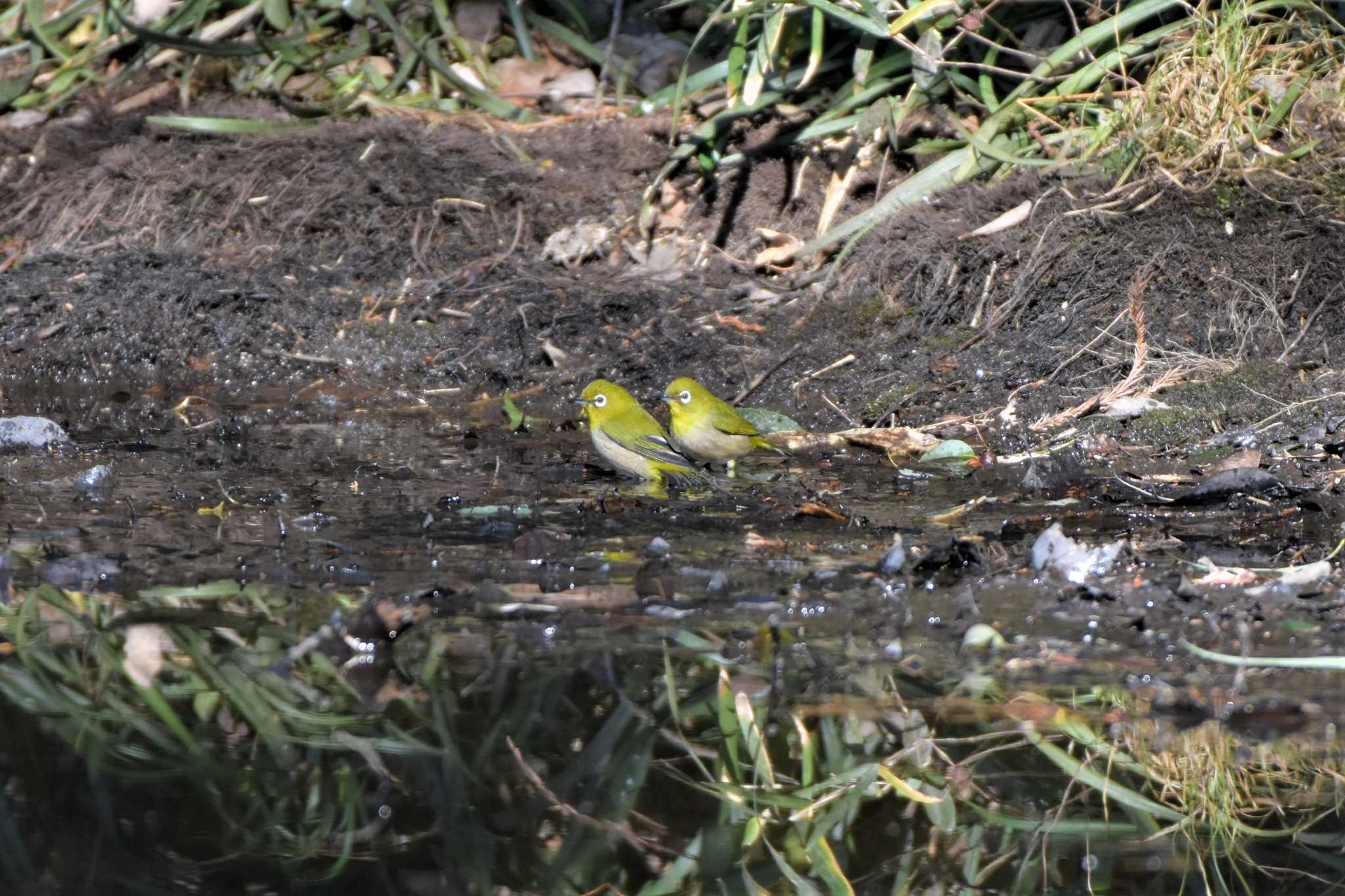 Warbling White-eye