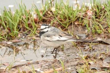 2020年3月31日(火) 三ツ池公園(横浜市鶴見区)の野鳥観察記録