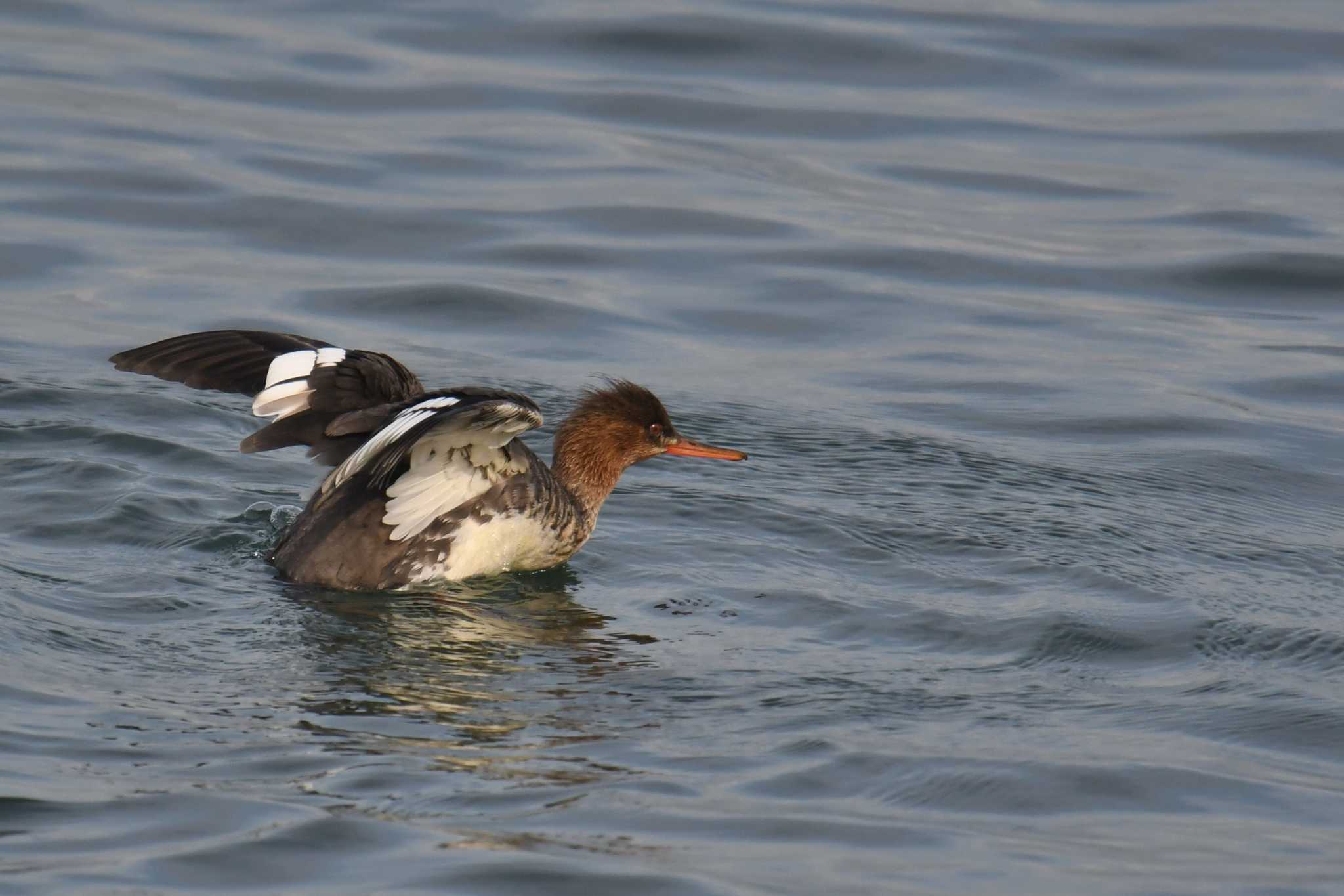 Photo of Red-breasted Merganser at 千葉県 by あひる