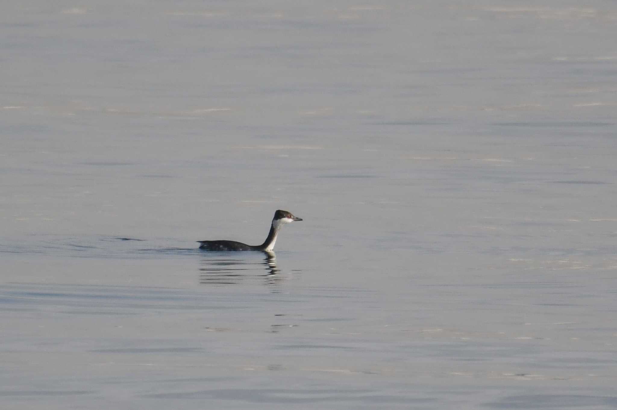 Horned Grebe