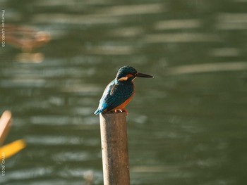 Common Kingfisher 井の頭恩賜公園 Thu, 1/7/2021