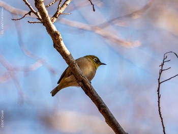 Warbling White-eye 井の頭恩賜公園 Thu, 1/7/2021