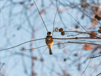 Varied Tit 井の頭恩賜公園 Thu, 1/7/2021