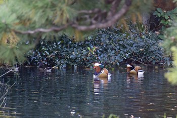 Mandarin Duck Shinjuku Gyoen National Garden Fri, 12/2/2016