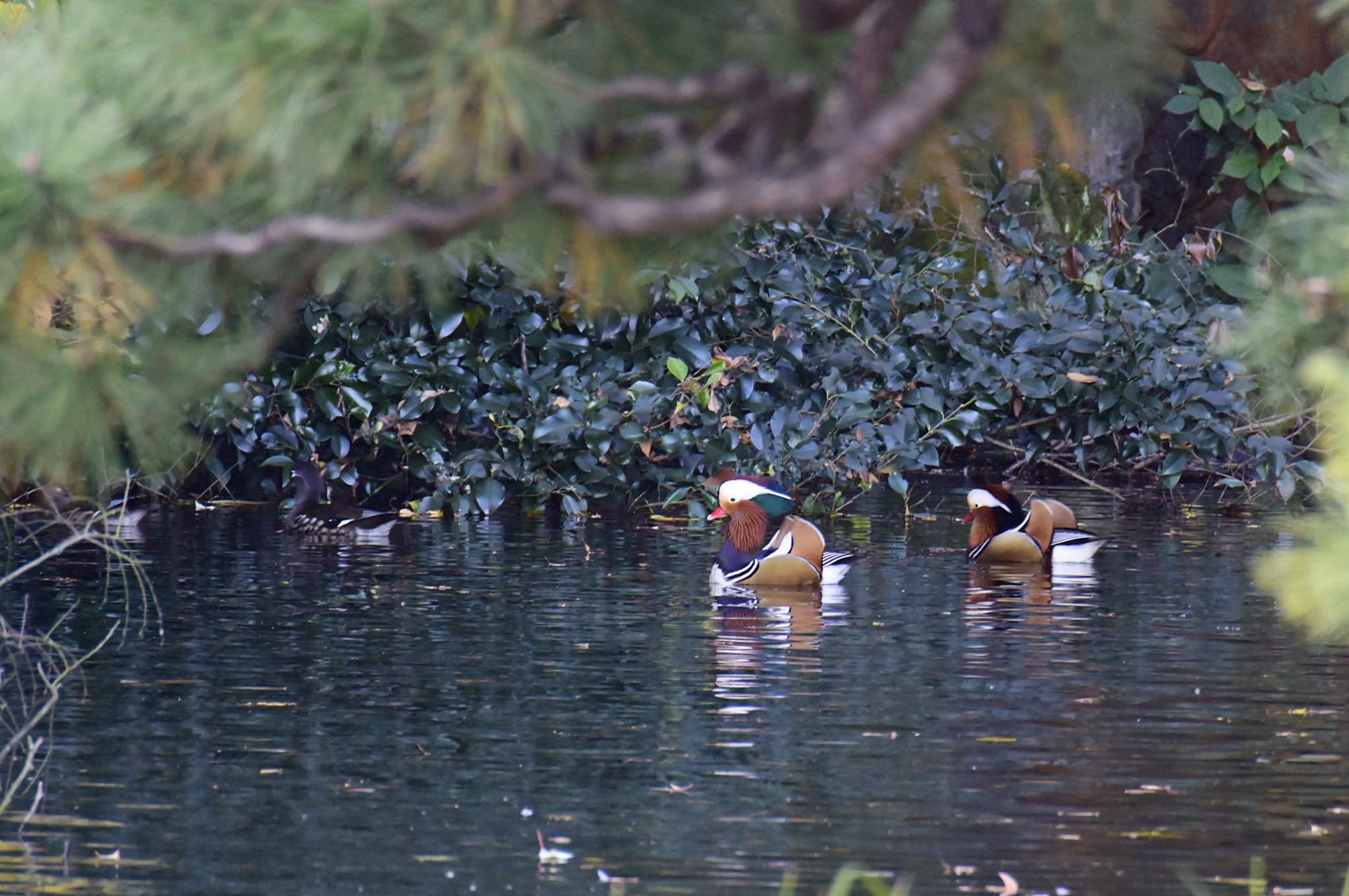 Photo of Mandarin Duck at Shinjuku Gyoen National Garden by サイゼリアン