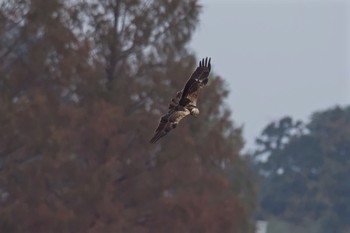 Eastern Marsh Harrier Watarase Yusuichi (Wetland) Mon, 11/21/2016