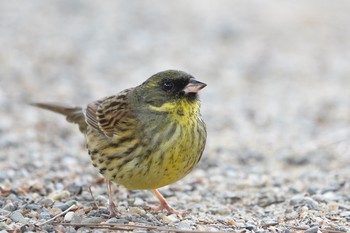 アオジ 栗林公園 2021年1月5日(火)