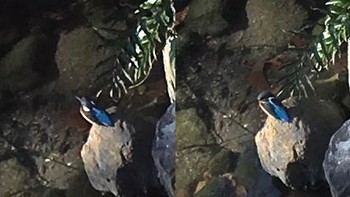 Common Kingfisher 二ヶ領用水 Fri, 12/2/2016