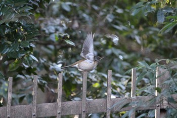 2021年1月8日(金) 石神井公園の野鳥観察記録