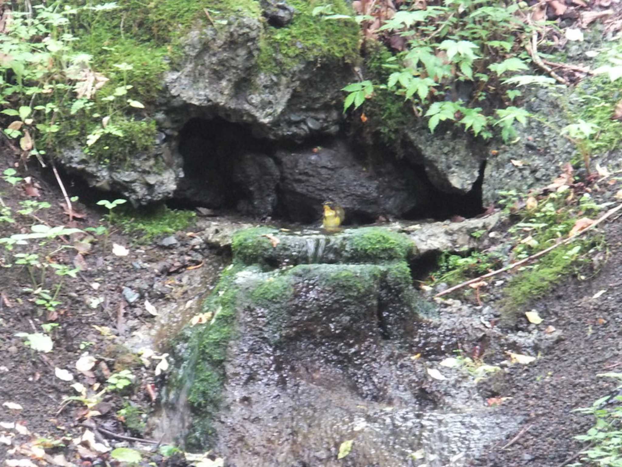 Photo of Narcissus Flycatcher at 大洞の水場 by 丁稚