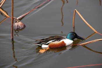 ハシビロガモ 上野恩賜公園 2006年4月29日(土)