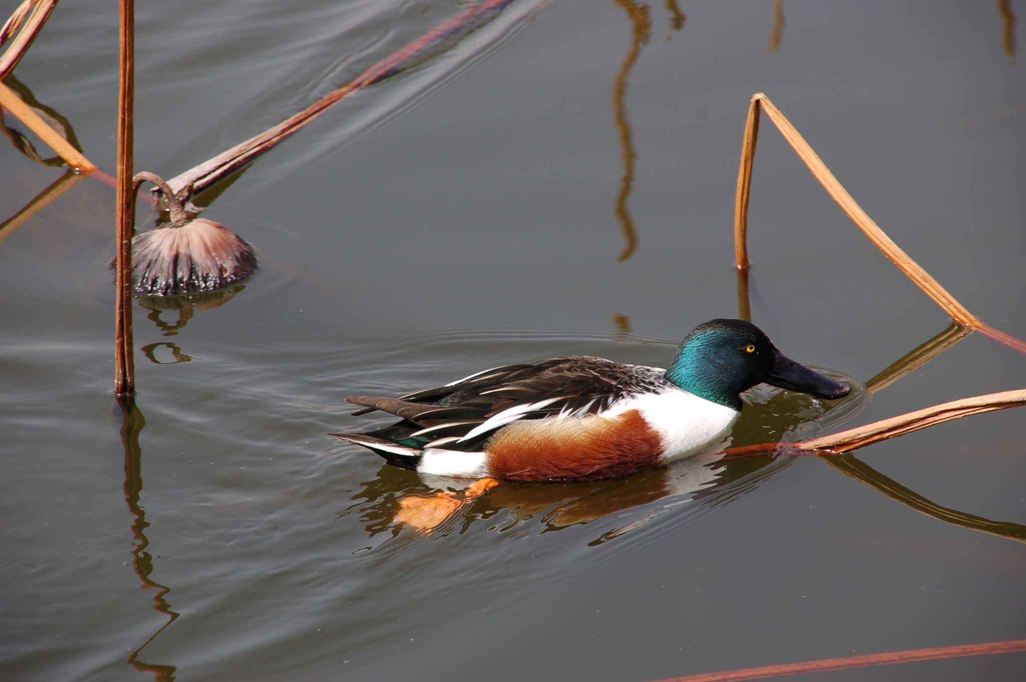 上野恩賜公園 ハシビロガモの写真 by chiba