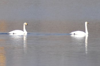 2021年1月7日(木) 芝川第一調節池(芝川貯水池)の野鳥観察記録