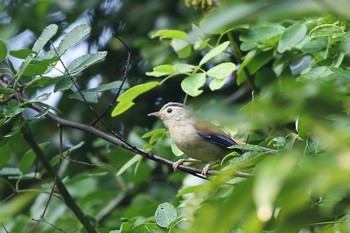 Blue-winged Minla タイポカウ Sun, 11/6/2016